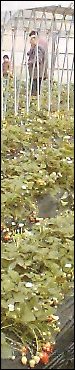 遠藤いちご園