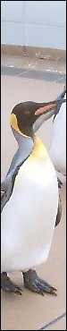鴨川シーワールド