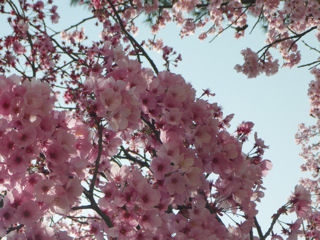 松山城の桜