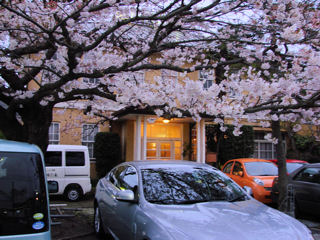 宿の桜は八部咲き