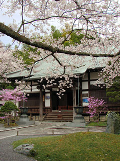 報国寺・桜