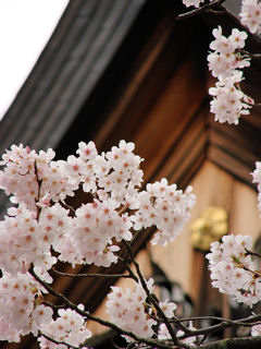 報国寺・桜