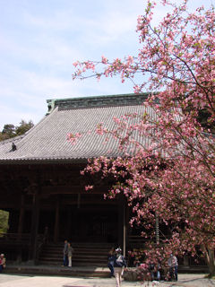 妙本寺の海棠