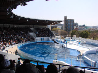 イルカショー