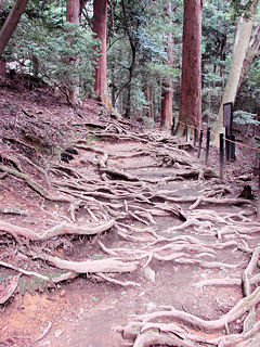 木の根道