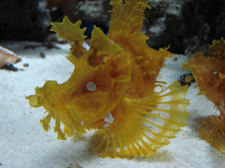 ボロカサゴ