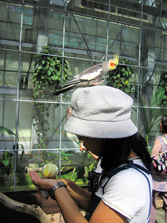 オカメインコ