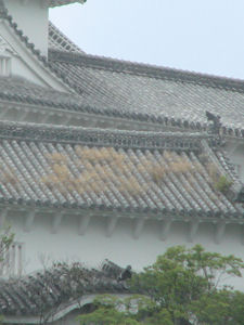 屋根拡大