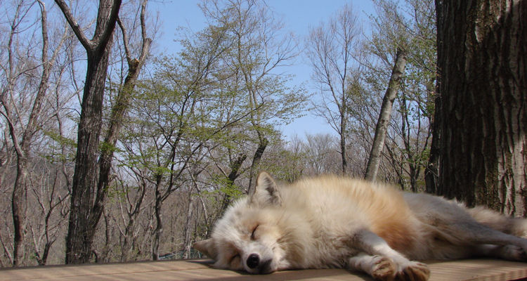 蔵王キツネ村
