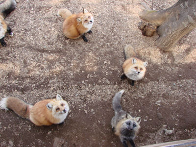 エサくれ顔