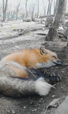 しっぽでかい