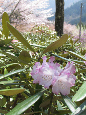 シャクナゲと山桜