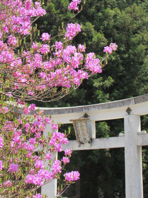 山ツツジ